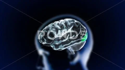 The crystal brain part5 Stock Illustration