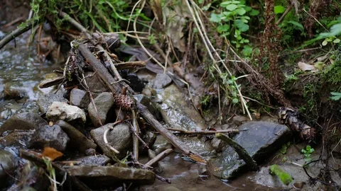 Crystal clean small creek slider shot Stock Footage 108763578