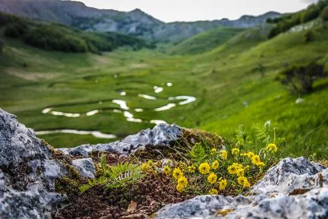 Crystal Clear Alpine Stream Stock Photos