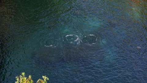 Crystal Clear Baotu Spring Bubbles in Jinan Scenic Area Video stock 331117383