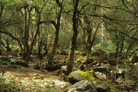 Crystal-clear cascades flow through rocky landscapes and vibrant green forests Stock Photos