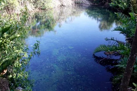 Crystal Clear Cenote Stock Photos