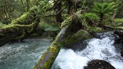 Crystal clear creeks in the Rainforest of New Zealand Vídeos de archivo 340428571