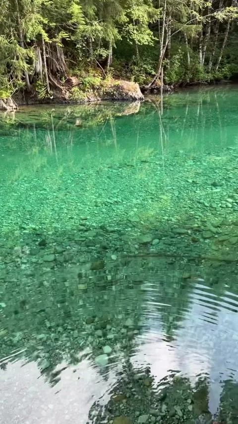 Crystal Clear Emerald River Pool in Lush Green Forest Stock Footage 339583872