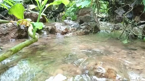 Crystal Clear Forest Stream Flowing Over Mossy Rocks Stock Footage 331785452