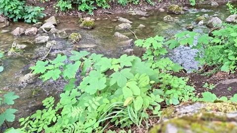 Crystal Clear Forest Stream Flowing Through Lush Green Woodland Stock Footage 337689704