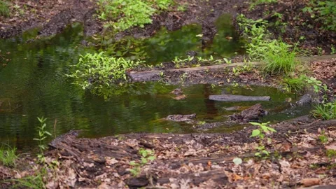 Crystal clear forest stream with foam Stock Footage 319949539