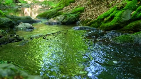Crystal Clear Forest Stream Over Mossy Rock with Natural Ambient Audio Stock Footage 335697637