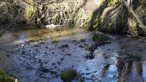 Crystal clear forest stream in spring with dynamic light and shadow play Stock Footage 305908466