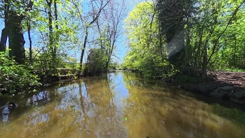 Crystal clear forest stream surrounded by lush green trees on a sunny spring day Stock Footage 340523744