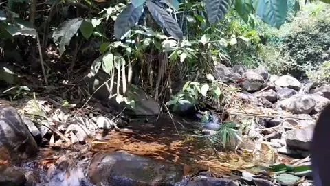 Crystal Clear Jungle Stream Flowing Over Rocks in Tropical Forest 4K Видео 343076970