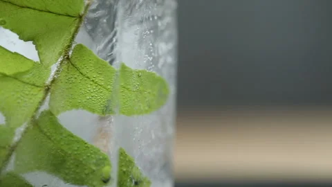 Crystal clear melting ice cube, green fern leaves Stock Footage 169106173