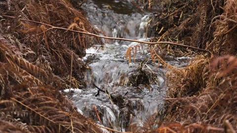Crystal clear mountain brook running through forest ferns and mossy grass. Vidéo 331160075