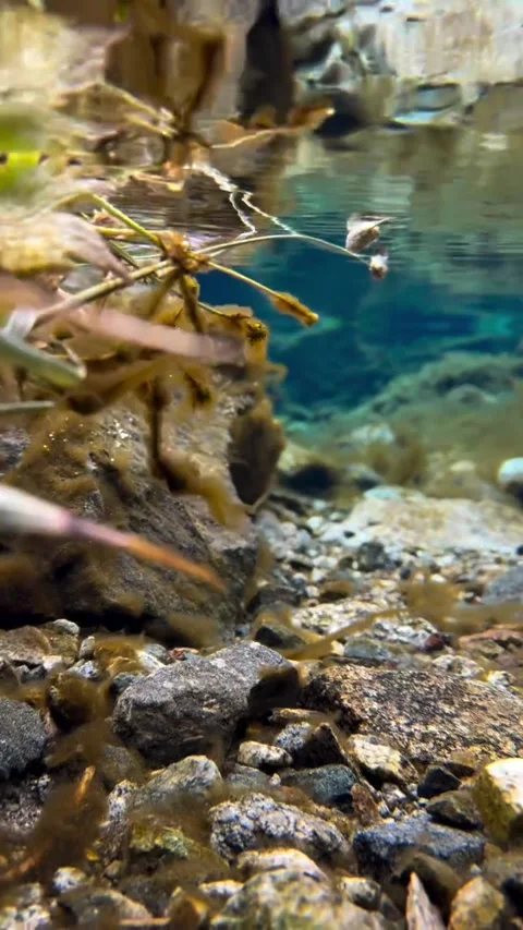 Crystal Clear Mountain Pond and Underwater View Stock Footage 340872337