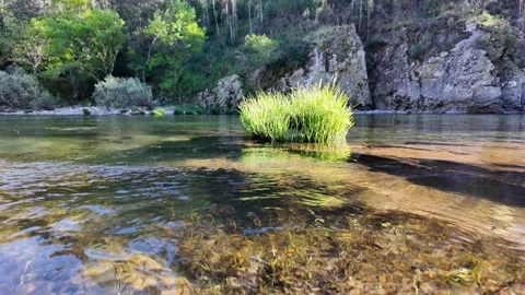 Crystal clear mountain river with a green grass tuft in the water 库存影片 332368739
