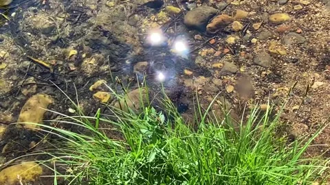 ✨ Crystal Clear Mountain River Water at Slide Rock Sedona with Sun Reflections Stock Footage 331308002