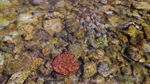 Crystal Clear Mountain Stream In Colorado 库存影片 157993686