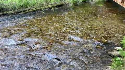 Crystal Clear Mountain Stream Flowing in Northern Idaho, USA Vídeos de archivo 131802247