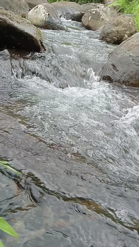 Crystal Clear Mountain Stream Flowing Over Rocks in Nature Stock Footage 330455624