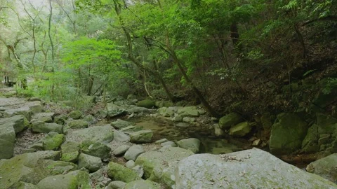 A crystal-clear mountain stream flowing through mossy rocks in a green forest Vídeos de archivo 335018361