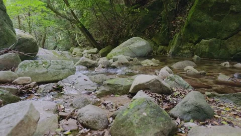 A crystal-clear mountain stream flowing through mossy rocks in a green forest Vídeos de archivo 335018371