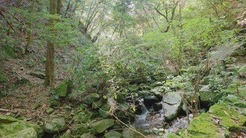 A crystal-clear mountain stream flowing through mossy rocks in a green forest Vídeos de archivo 335018375