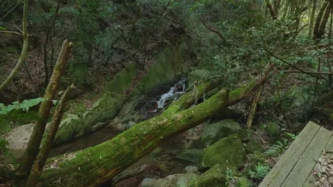 A crystal-clear mountain stream flowing through mossy rocks in a green forest Vídeos de archivo 335018376