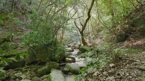 A crystal-clear mountain stream flowing through mossy rocks in a green forest Vídeos de archivo 335018378