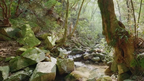 A crystal-clear mountain stream flowing through mossy rocks in a green forest Vídeos de archivo 335018384