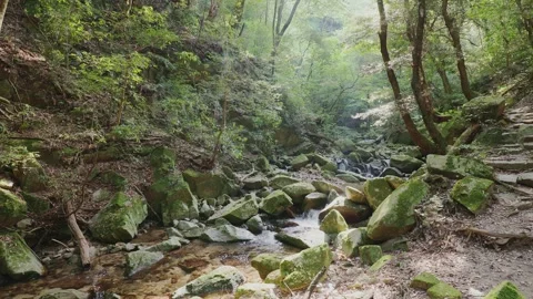 A crystal-clear mountain stream flowing through mossy rocks in a green forest Vídeos de archivo 335018387