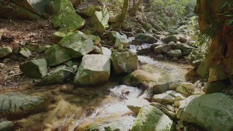 A crystal-clear mountain stream flowing through mossy rocks in a green forest Stock Footage 335018391
