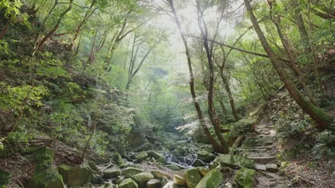 A crystal-clear mountain stream flowing through mossy rocks in a green forest Stock Footage 335018393
