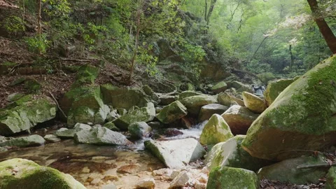 A crystal-clear mountain stream flowing through mossy rocks in a green forest Stock Footage 335018397