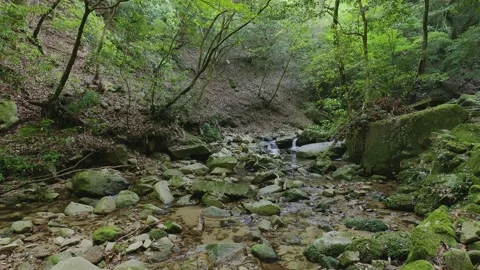 A crystal-clear mountain stream flowing through mossy rocks in a green forest Vídeos de archivo 335018398