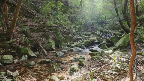 A crystal-clear mountain stream flowing through mossy rocks in a green forest Stock Footage 335018430