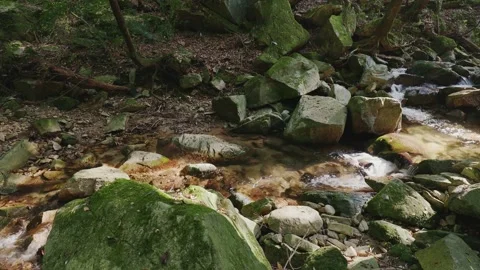 A crystal-clear mountain stream flowing through mossy rocks in a green forest Vídeos de archivo 335018434