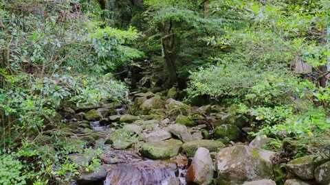 A crystal-clear mountain stream flowing through mossy rocks in a green forest Vídeos de archivo 335018438
