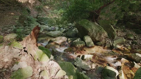 A crystal-clear mountain stream flowing through mossy rocks in a green forest Stock Footage 335018439