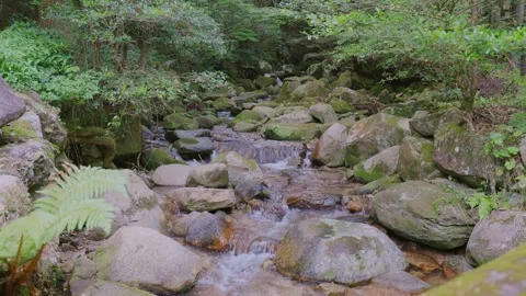 A crystal-clear mountain stream flowing through mossy rocks in a green forest Vídeos de archivo 335018440