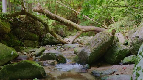 A crystal-clear mountain stream flowing through mossy rocks in a green forest Stock Footage 335018443