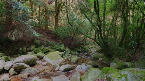 A crystal-clear mountain stream flowing through mossy rocks in a green forest Vídeos de archivo 335018445