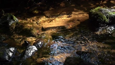 Crystal Clear Mountain Stream Flowing Over Stones in the Ukrainian Carpathian Stock Footage 341874122