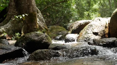 A crystal-clear mountain stream flows gently over moss-covered rocks. The serene Stock Footage 312111097