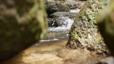 A crystal-clear mountain stream flows gently over moss-covered rocks. The serene Stock Footage 312338224