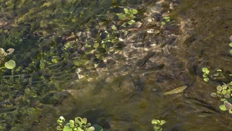 Crystal clear mountain stream with a mossy bottom and small fish darting around. Stock Footage 152526439