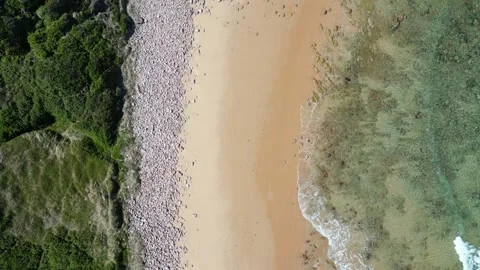 Crystal-Clear Ocean, Forest, and Sandy Beach Stock Footage 297119426