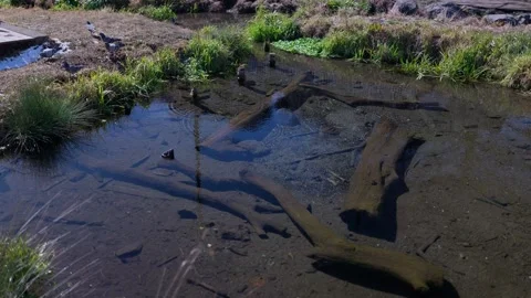 A crystal-clear pond with pigeons Stock Footage 329021239