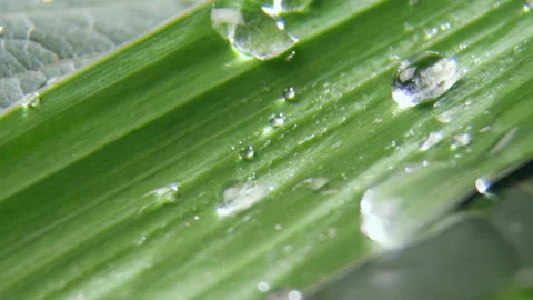 Crystal clear rain drops roll along fresh green leaf Stock Footage 236708469
