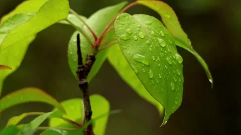 Crystal clear raindrops falling on pear leaves in spring Stock Footage 339990264