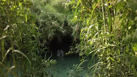 Crystal clear river, emerald freshwater flowing through lush green forest Stock Footage 344806785